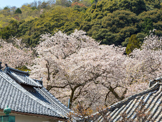【奈良県】大和郡山市 矢田寺(金剛山寺) (2025/04/09撮影)