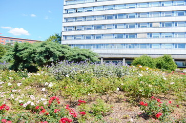 Flowers in a flower bed in the city. Landscaping, decoration of cities. Ecology.