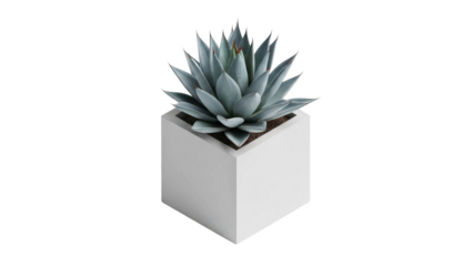 Blue agave plant in white cube planter against black background