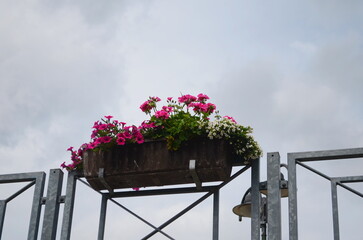 Flowers in a flower bed in the city. Landscaping, decoration of cities. Ecology.