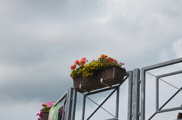 Flowers in a flower bed in the city. Landscaping, decoration of cities. Ecology.