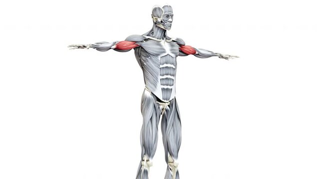 Human Muscular System Arm Muscles Biceps Brachii Anatomy Animation Concept