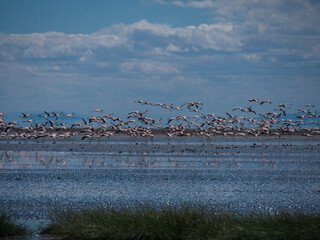Lac Natron, Tanzanie et Flamands roses