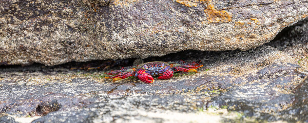 Rote Felsenkrabbe auf Fuerteventura