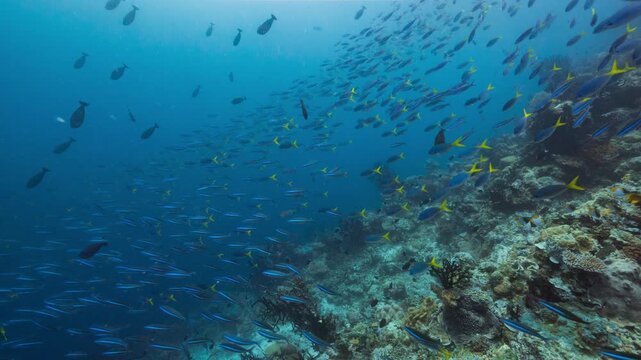 Huge schools of fish swim away from reef into blue tropical water
