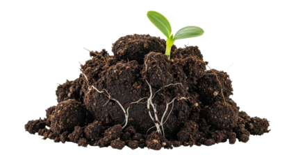 Small Plant Sprout Growing From Dark Earth Pile