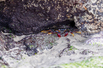 Rote Felsenkrabbe auf Fuerteventura
