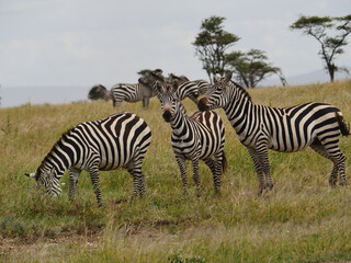 Troupeaux d'antilopes de Tanzanie