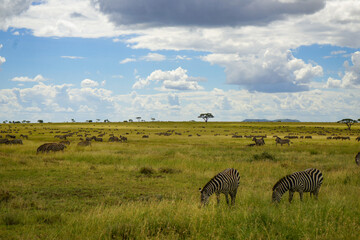Troupeaux d'antilopes de Tanzanie