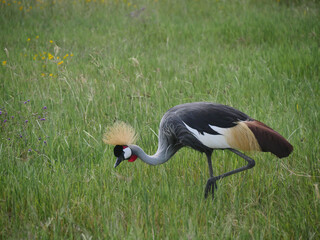 Grues royales &agrave; couronne grise