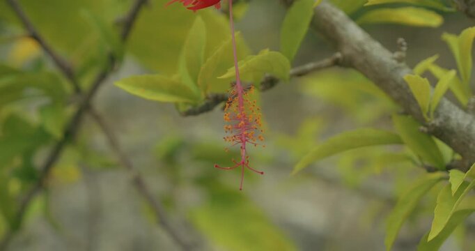 Fleur de guadeloupe Antilles