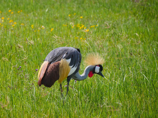 Grues royales &agrave; couronne grise