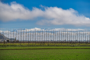 Vega de granada landscape featuring bare trees and sierra nevada mountains