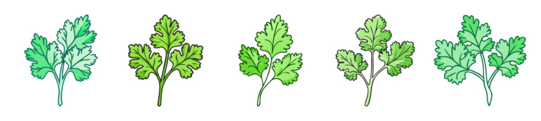 Naklejka premium Fresh green cilantro leaves bunch culinary herb ingredient for healthy cooking and vibrant flavors in recipes