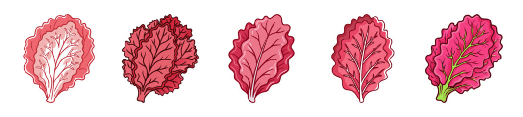 Fresh vibrant red leaf lettuce varieties close up row detailed texture healthy greens for culinary use