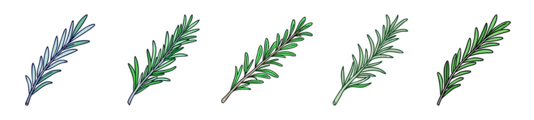 Beautiful rosemary sprigs with delicate green foliage isolated on a clean