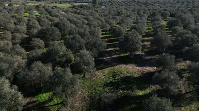 Aerial view of a symmetrical plantation with countless olive trees creating a textured, patterned landscape, Uri, Sardinia, Italy.