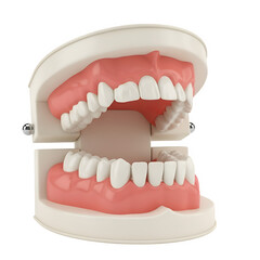 Obraz premium Dental jaw model with healthy teeth anatomy, ideal for medical, dental, and educational use. Isolated on white or transparent background. PNG format.