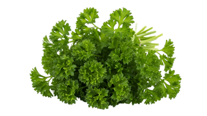 Fresh Green Parsley Herb Leaves isolated on a transparent background