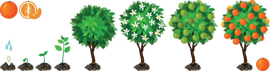 Plant growing from seed to orange tree. Life cycle of orange plant development from planting the seed and sprouting to harvesting. Growth stages of orange tree isolated on white background