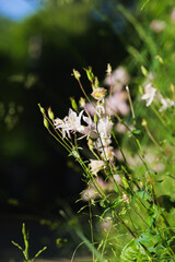 Delicate Wildflowers Blooming in Soft Natural Light