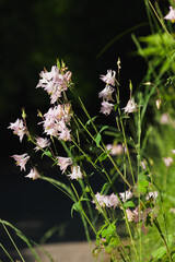 Delicate Wildflowers Blooming in Soft Natural Light