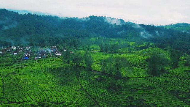 drone video of tea plantation in java indonesia