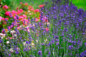 lawenda na tle różowych róż, lawenda wąskolistna - lavender, (lavandula angustifolia, Rosa), różowe róże i fioletowa lawenda, pink garden roses, flowerbed, ogród kwiatowy © kateej