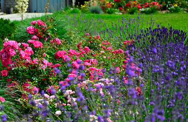 róże i lawenda, lawenda wąskolistna - lavender, (lavandula angustifolia, Rosa), różowe róże i fioletowa lawenda, pink garden roses, flowerbed, ogród kwiatowy © kateej
