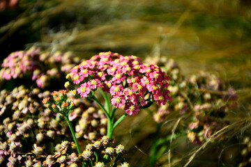 różowy krwawnik pospolity, różowe kwiaty krwawnika na rozmytym tle (Achillea millefolium), rózowa odmiana krwawnika pospolitego, krwawnik Skysail Bright Pink, common yarrow © kateej
