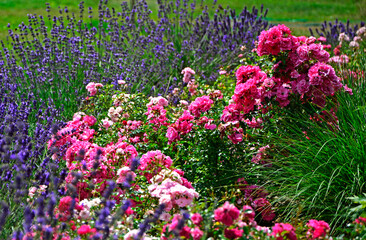 róże i lawenda, lawenda wąskolistna - lavender, (lavandula angustifolia, Rosa), różowe róże i fioletowa lawenda, pink garden roses, flowerbed, ogród kwiatowy