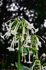 kwitnący na biało tytoń leśny, białe kwiaty tytoniu, Nicotiana sylvestris, woodland tobacco, flowering tobacco, South American tobacco © kateej