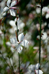białe kwiaty gaury, Gaura Lindheimera, Gaura lindheimeri, kwitnąca gaura na rozmytym tle, gaura w słońcu, gaura flower in the sun, Lindheimer's beeblossom, Lindheimer's clockweed, Indian feather © kateej