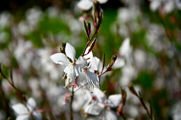 białe kwiaty gaury, Gaura Lindheimera, Gaura lindheimeri, kwitnąca gaura na rozmytym tle, gaura w...