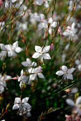 białe kwiaty gaury, Gaura Lindheimera, Gaura lindheimeri, kwitnąca gaura na rozmytym tle, gaura w słońcu, gaura flower in the sun, Lindheimer's beeblossom, Lindheimer's clockweed, Indian feather © kateej