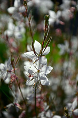 białe kwiaty gaury, Gaura Lindheimera, Gaura lindheimeri, kwitnąca gaura na rozmytym tle, gaura w słońcu, gaura flower in the sun, Lindheimer's beeblossom, Lindheimer's clockweed, Indian feather © kateej