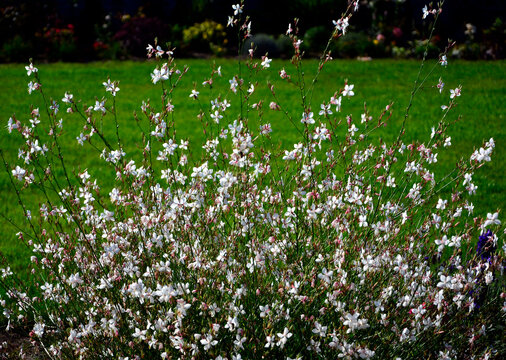 Gaura Lindheimera - Gaura lindheimeri, kwitnąca gaura na tle trawnika, gaura w słońcu, gaura flower in the sun, Lindheimer's beeblossom, white gaura, pink gaura, Lindheimer's clockweed, Indian feather
