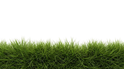 Green grass blades with white tips isolated on a transparent background lawn grassy edge