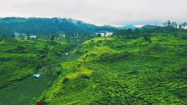 drone video of tea plantation in java indonesia
