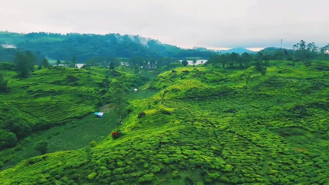drone video of tea plantation in java indonesia