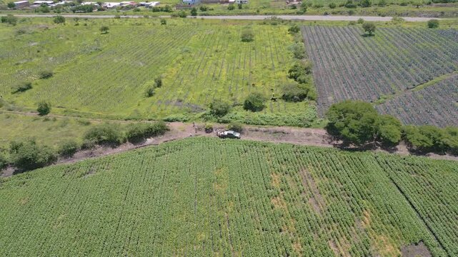 Backward Drone Aerial Reveal of Farm Workers Loading a Parked Pickup Truck Between Crop Fields in Rural Guanajuato, Mexico &ndash; Sunny 4K