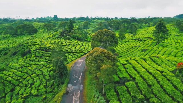 drone video of tea plantation in java indonesia