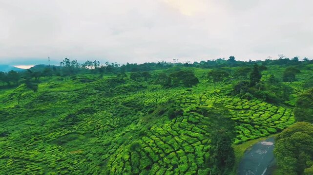 drone video of tea plantation in java indonesia