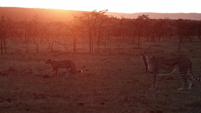 Pack of cheetahs hunting.