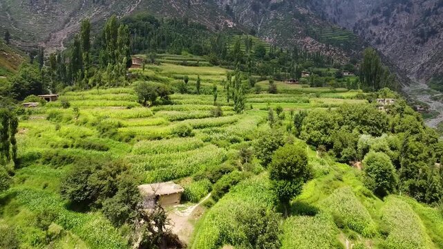 Aerial drone of terraced tea farms in mountains of Kunar Province, Afghanistan, abundant greenery lush farms, representing the region's natural splendor. Organic farming in harmony with nature