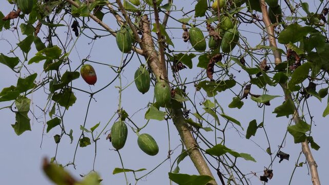 raw green ivy gourd or Coccinia grandis growing on a vine 