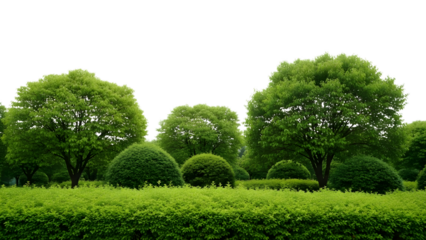 Green trees and hedges isolated on a transparent background landscape garden