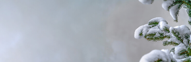 Snow covered fir tree in Daybreak Utah