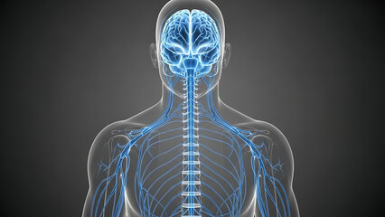 Human nervous system highlighted in body