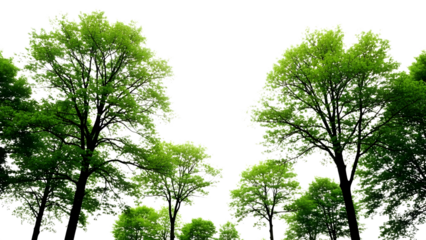 Green trees with white leaf outlines isolated on a transparent background